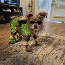 Dog in Costume dog in costume